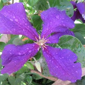 任何紫色花与雨滴或露珠艺术比赛